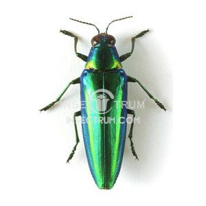 CHRYSOCHROA RAJAH